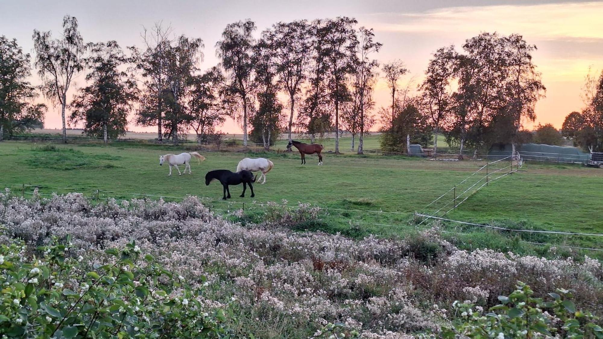 Js Feriendomizile Haus Abendrot Villa Hasselfelde Bagian luar foto
